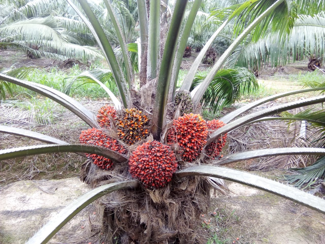 Finca De Palmera