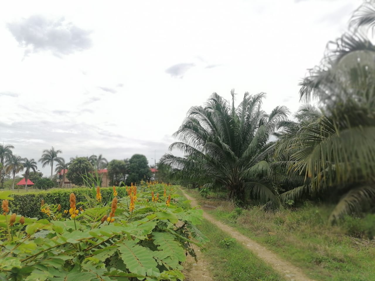 Finca De Palmera