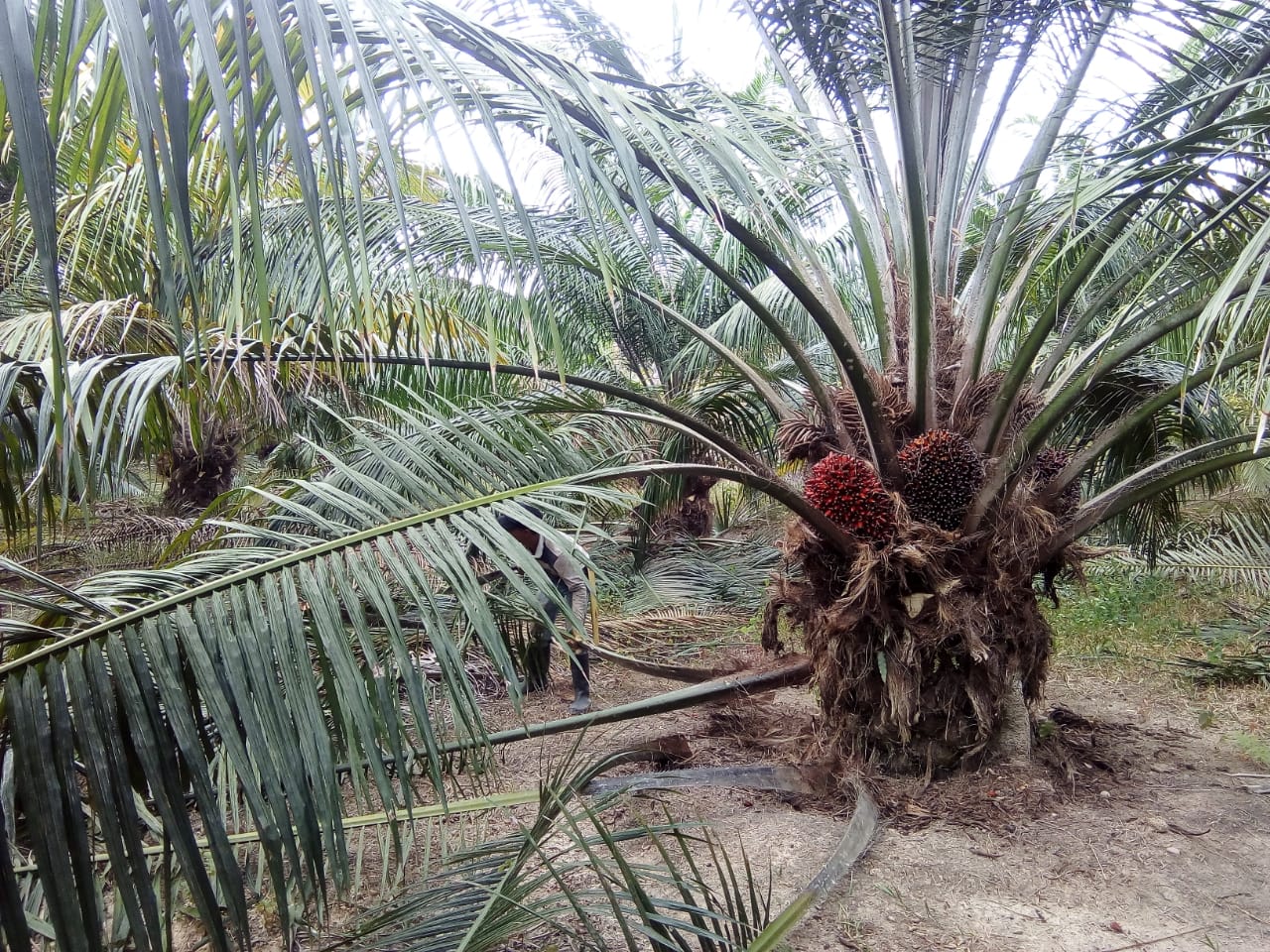 Finca De Palmera