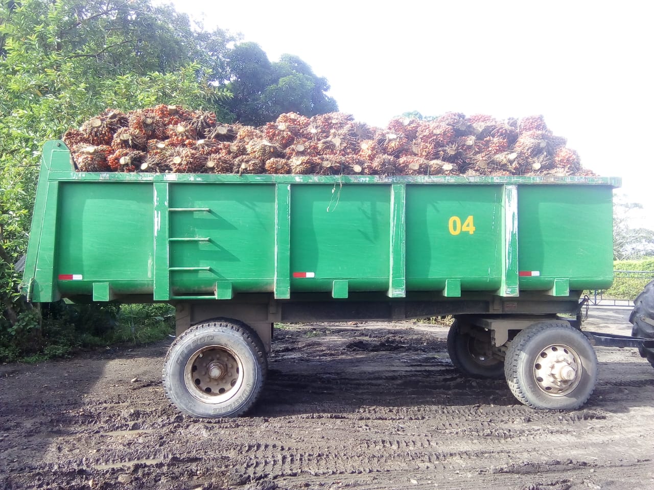 Finca De Palmera