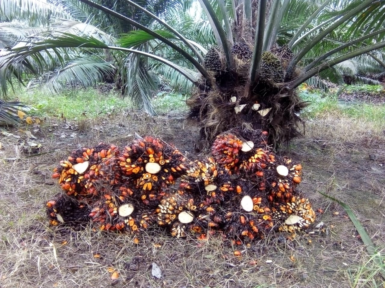 Finca De Palmera