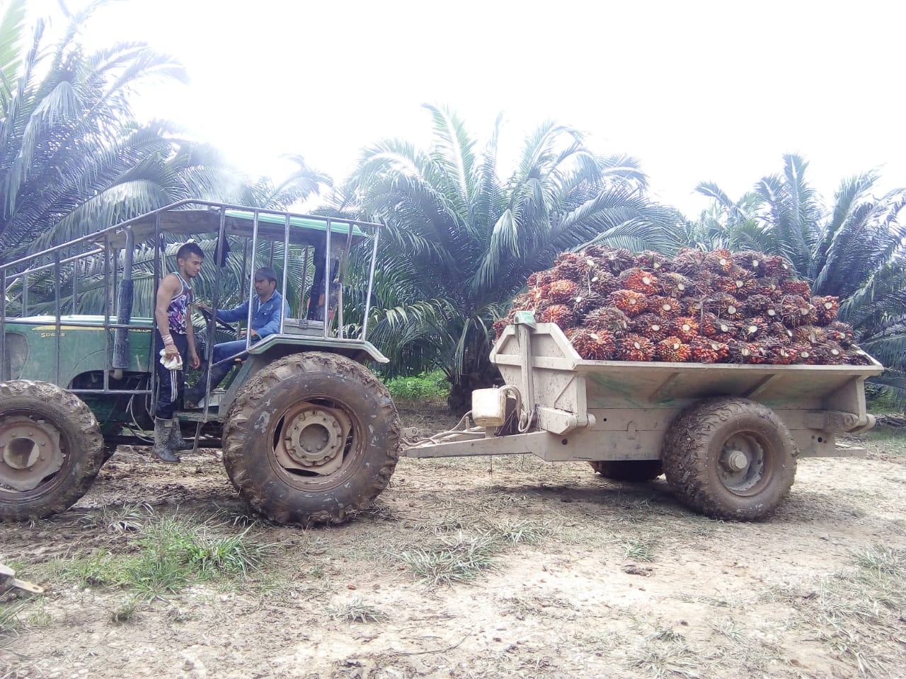 Finca De Palmera