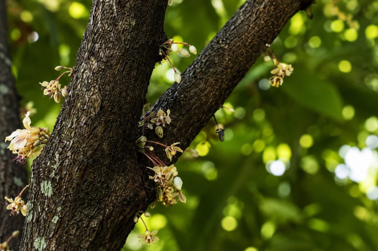 Campobello - flowering tree